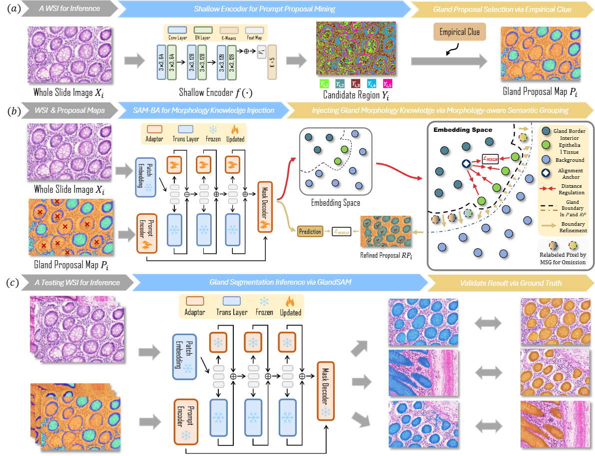 GlandSAM: Injecting Morphology Knowledge into Segment Anything Model for Label-free Gland Segmentation